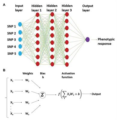 Deep Learning for Predicting Complex Traits in Spring Wheat Breeding Program